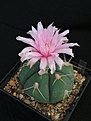 Нажмите на изображение для увеличения.

Название:	Gymnocalycium buenekeri.jpg
Просмотров:	137
Размер:	104.7 Кб
ID:	374648