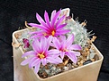 Нажмите на изображение для увеличения.

Название:	Mammillaria boolii.JPG
Просмотров:	140
Размер:	194.4 Кб
ID:	374649