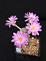 Нажмите на изображение для увеличения.

Название:	Mammillaria theresae.jpg
Просмотров:	145
Размер:	126.4 Кб
ID:	374650