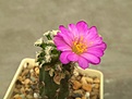 Нажмите на изображение для увеличения.

Название:	Mammillaria bertholdii.jpg
Просмотров:	147
Размер:	106.6 Кб
ID:	374651
