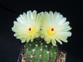 Нажмите на изображение для увеличения.

Название:	Notocactus ottonis.JPG
Просмотров:	136
Размер:	196.3 Кб
ID:	374652