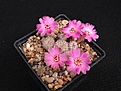 Нажмите на изображение для увеличения.

Название:	Sulcorebutia sp. VZ455.jpg
Просмотров:	128
Размер:	175.6 Кб
ID:	374654