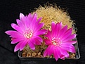 Нажмите на изображение для увеличения.

Название:	Sulcorebutia tarabucoensis ssp.patriciae.JPG
Просмотров:	128
Размер:	208.8 Кб
ID:	374655