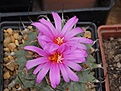 Нажмите на изображение для увеличения.

Название:	Turbinicarpus allonsoi.JPG
Просмотров:	129
Размер:	185.8 Кб
ID:	374656