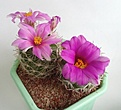 Нажмите на изображение для увеличения.

Название:	Bartschella schumanii var. globosa  Rep 294, mammillaria boolii.jpg
Просмотров:	120
Размер:	101.0 Кб
ID:	374664