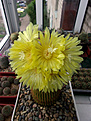 Нажмите на изображение для увеличения.

Название:	Eriocactus leninghausii .jpg
Просмотров:	428
Размер:	395.4 Кб
ID:	374682