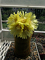 Нажмите на изображение для увеличения.

Название:	Eriocactus leninghausii.jpg
Просмотров:	455
Размер:	420.7 Кб
ID:	374683
