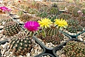 Нажмите на изображение для увеличения.

Название:	Lobivia tiegeliana and flaviflora.JPG
Просмотров:	235
Размер:	383.2 Кб
ID:	374687