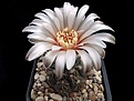 Нажмите на изображение для увеличения.

Название:	Gymnocalycium quehlianum (robustum) Tom-28a.JPG
Просмотров:	222
Размер:	407.7 Кб
ID:	374689