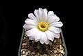 Нажмите на изображение для увеличения.

Название:	Acanthocalycium spiniflorum VG-302.JPG
Просмотров:	208
Размер:	297.4 Кб
ID:	374691