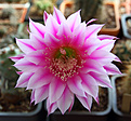 Нажмите на изображение для увеличения.

Название:	Echinopsis_hybrid.jpg
Просмотров:	209
Размер:	347.3 Кб
ID:	374693