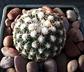 Нажмите на изображение для увеличения.

Название:	Escobaria vivipara v.kaibabensis.jpg
Просмотров:	412
Размер:	489.7 Кб
ID:	374715