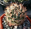 Нажмите на изображение для увеличения.

Название:	Pyrrhocactus umadeave.jpg
Просмотров:	423
Размер:	489.0 Кб
ID:	374718