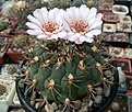 Нажмите на изображение для увеличения.

Название:	Gymnocalycium pflanzii.jpg
Просмотров:	425
Размер:	486.6 Кб
ID:	374720