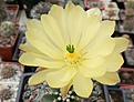 Нажмите на изображение для увеличения.

Название:	Echinocereus subinermis.jpg
Просмотров:	427
Размер:	344.9 Кб
ID:	374721