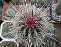 Нажмите на изображение для увеличения.

Название:	Pachycereus pringlei.jpg
Просмотров:	407
Размер:	491.6 Кб
ID:	374722