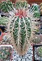 Нажмите на изображение для увеличения.

Название:	Pachycereus pringlei1.jpg
Просмотров:	443
Размер:	481.6 Кб
ID:	374723