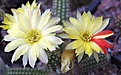 Нажмите на изображение для увеличения.

Название:	LOB490-1.jpg
Просмотров:	1102
Размер:	130.5 Кб
ID:	374747