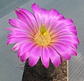 Нажмите на изображение для увеличения.

Название:	Echinocereus_palmeri_SB184_13y.JPG
Просмотров:	216
Размер:	80.6 Кб
ID:	374771