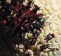 Нажмите на изображение для увеличения.

Название:	Pseudolithos_migiurtinus_9y.JPG
Просмотров:	232
Размер:	110.8 Кб
ID:	374774