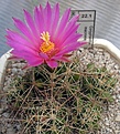 Нажмите на изображение для увеличения.

Название:	Coryphantha_macromeris_SB841_12y.JPG
Просмотров:	233
Размер:	127.7 Кб
ID:	374775