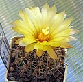 Нажмите на изображение для увеличения.

Название:	Coryphantha_wohlschlageri_PAN128_10y.JPG
Просмотров:	225
Размер:	101.0 Кб
ID:	374776
