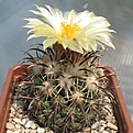 Нажмите на изображение для увеличения.

Название:	Coryphantha_kracikii_RS1015_12y_2.JPG
Просмотров:	236
Размер:	117.8 Кб
ID:	374777