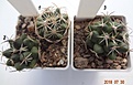 Нажмите на изображение для увеличения.

Название:	4.2 Coryphantha maiz-tablasensis изящная, крупн. сосочки, белые колючки с черными кончиками. 20-25мм - 130,  30мм 160 руб..JPG
Просмотров:	308
Размер:	175.8 Кб
ID:	374839