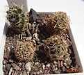 Нажмите на изображение для увеличения.

Название:	5.2 Coryphantha radians (Bercht) 10-15мм 90руб.JPG
Просмотров:	310
Размер:	210.2 Кб
ID:	374840