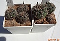 Нажмите на изображение для увеличения.

Название:	33.2 Gymnocalycium baldianum aff. VG 569, Los Varela, Catamarca, 1680m (укор детки)20-22мм 100 руб,  25-30мм 130руб..JPG
Просмотров:	302
Размер:	146.3 Кб
ID:	374842