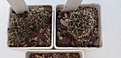 Нажмите на изображение для увеличения.

Название:	33.2 Gymnocalycium baldianum aff. VG 569, Los Varela, Catamarca, 1680m цветки светло-карминные до красного, с затемненным зевом, растут в траве. 15мм 100, 20мм 120, 30мм.JPG
Просмотров:	322
Размер:	90.1 Кб
ID:	374843