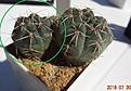 Нажмите на изображение для увеличения.

Название:	35.2 Gymnocalycium baldianum VG 071, Los Angeles base, Catamarca, 1755м красивый, контрастные светлые колючки с рыжим основанием, растет в камнях. 25-30мм 140.JPG
Просмотров:	317
Размер:	155.9 Кб
ID:	374844