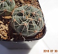 Нажмите на изображение для увеличения.

Название:	36.2 Gymnocalycium baldianum VG 183, Aqua de las Palomas, Catamarca, 1720м растет в скалах, красивые яркие цветки. 24-26мм 130.JPG
Просмотров:	299
Размер:	97.9 Кб
ID:	374845