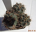 Нажмите на изображение для увеличения.

Название:	37.2 Gymnocalycium baldianum VG 184 (44n), Buena Vista, Catamarca, 1650м голубоватый эпидермис, 20-25мм 120, 25-30мм 130.JPG
Просмотров:	318
Размер:	139.4 Кб
ID:	374846