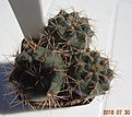 Нажмите на изображение для увеличения.

Название:	37.2 Gymnocalycium baldianum VG 184 (44n), Buena Vista, Catamarca, 1650м голубоватый эпидермис, 20-25мм 120, 25-30мм 130.JPG
Просмотров:	305
Размер:	139.4 Кб
ID:	374846