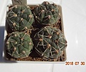 Нажмите на изображение для увеличения.

Название:	38.2 Gymnocalycium baldianum VG 559, El Portezuelo, Catamarca, 1699m ярко-красные цветки, 20-25мм 120.JPG
Просмотров:	404
Размер:	115.4 Кб
ID:	374847
