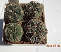 Нажмите на изображение для увеличения.

Название:	38.2 Gymnocalycium baldianum VG 559, El Portezuelo, Catamarca, 1699m ярко-красные цветки, 20-25мм 120.JPG
Просмотров:	391
Размер:	115.4 Кб
ID:	374847