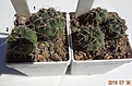 Нажмите на изображение для увеличения.

Название:	39.3 Gymnocalycium baldianum VG 563, Las Juntas, Catamarca, 1608mкрасивые колючки, ароматные цветки, 20-25мм 120, 28-30мм 130.JPG
Просмотров:	316
Размер:	181.3 Кб
ID:	374848