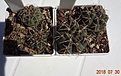 Нажмите на изображение для увеличения.

Название:	40.2 Gymnocalycium baldianum VG 564, Las Piedras Blancas, Catamarca, 1898m карминно-красные цветки с тонким приятным ароматом, 20-25мм 120, 25-30мм 130руб, 32-35мм 140руб.JPG
Просмотров:	323
Размер:	130.5 Кб
ID:	374849
