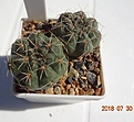 Нажмите на изображение для увеличения.

Название:	42.2 Gymnocalycium baldianum VG 568, Humaya, Catamarca, 1944m светло-карминные до красных цветки, с затемненным зевом, 30-33мм 130.JPG
Просмотров:	320
Размер:	112.5 Кб
ID:	374850