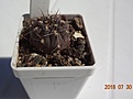 Нажмите на изображение для увеличения.

Название:	46.1 Gymnocalycium borthii ssp. nogolense VG 411/1 25мм 150руб.JPG
Просмотров:	320
Размер:	90.4 Кб
ID:	374851