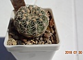 Нажмите на изображение для увеличения.

Название:	48.1 Gymnocalycium bruchii ssp. lafaldense VG 335 30мм 160.JPG
Просмотров:	310
Размер:	92.6 Кб
ID:	374852