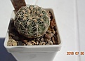 Нажмите на изображение для увеличения.

Название:	48.1 Gymnocalycium bruchii ssp. lafaldense VG 335 30мм 160.JPG
Просмотров:	299
Размер:	92.6 Кб
ID:	374852