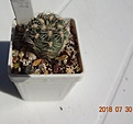 Нажмите на изображение для увеличения.

Название:	48.2 Gymnocalycium bruchii ssp. lafaldense VG 335, La Falda, Cordoba, 1354m укор детка 25мм 130.JPG
Просмотров:	303
Размер:	83.2 Кб
ID:	374853