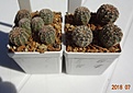 Нажмите на изображение для увеличения.

Название:	48.2 Gymnocalycium bruchii ssp. lafaldense VG 335, La Falda, Cordoba, 1354m 15мм 110, 16-20мм 120.JPG
Просмотров:	313
Размер:	117.8 Кб
ID:	374854
