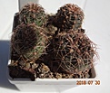 Нажмите на изображение для увеличения.

Название:	54.2 Gymnocalycium carolinense VG 021, Va. de Pancarta, SL, 1520m, origin place 15-20мм 110руб.JPG
Просмотров:	303
Размер:	138.3 Кб
ID:	374855