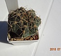 Нажмите на изображение для увеличения.

Название:	57.1 Gymnocalycium gaponii = Gymnocalycium baldianum var. Albiflorum 40мм 170руб.JPG
Просмотров:	319
Размер:	83.4 Кб
ID:	374856