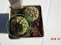 Нажмите на изображение для увеличения.

Название:	57.2 Gymnocalycium gaponii 20мм 110руб.JPG
Просмотров:	314
Размер:	107.0 Кб
ID:	374857