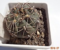 Нажмите на изображение для увеличения.

Название:	84.1 Gymnocalycium taningaense (blue) VG 310 30мм 140руб.JPG
Просмотров:	321
Размер:	129.3 Кб
ID:	374858
