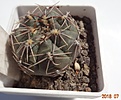 Нажмите на изображение для увеличения.

Название:	84.1 Gymnocalycium taningaense (blue) VG 310 30мм 140руб.JPG
Просмотров:	309
Размер:	129.3 Кб
ID:	374858